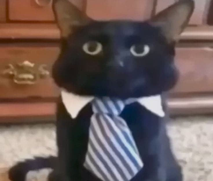 Cat backgrounds screenshot 2