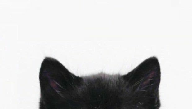 Cat backgrounds screenshot