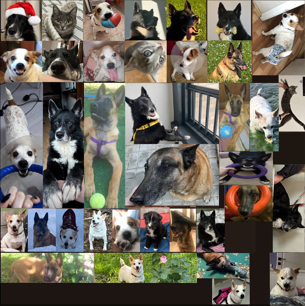 Dog Pictures In Hideout screenshot 4